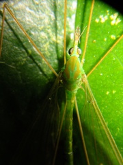 Leptotarsus virescens