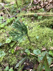 Dicentra formosa formosa