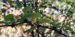 Berberis thunbergii