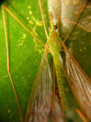 Leptotarsus virescens