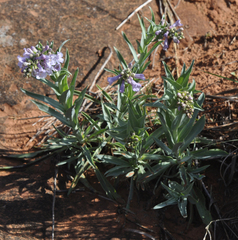 Penstemon buckleyi