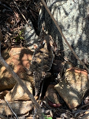 Phrynosoma blainvillii