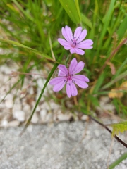 Geranium molle