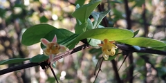 Berberis thunbergii