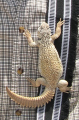Uromastyx benti