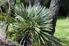 Dioscorea microbotrya