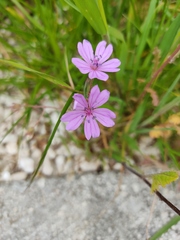 Geranium molle