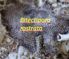 Bitectipora rostrata
