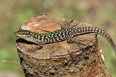 Podarcis siculus tyrrhenicus