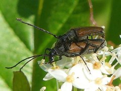 Trachysida mutabilis