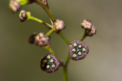 Dioscorea microbotrya