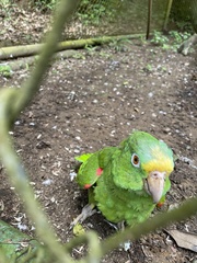 Amazona ochrocephala