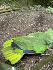 Amazona ochrocephala