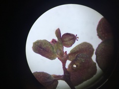 Euphorbia spellenbergiana