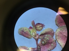 Euphorbia spellenbergiana