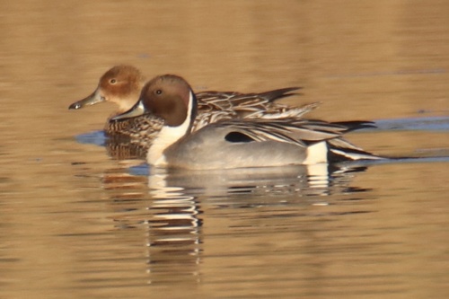 Northern Pintail, Nationaal Park De Biesbosch, Dordrecht, Zuid-Holland, NL, photo 7 of 10