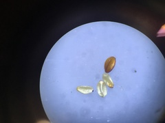 Euphorbia spellenbergiana