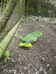 Amazona ochrocephala