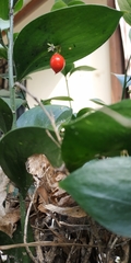 Ruscus