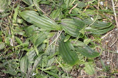 Plantago media