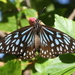 Mariposa Tigre Azul Migratoria - Photo (c) Malcolm Tattersall, algunos derechos reservados (CC BY-NC-SA)