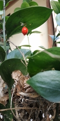 Ruscus