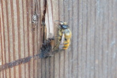 Osmia bicornis