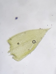 Rhynchostegium murale