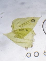 Rhynchostegium murale