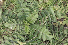 Raphanus raphanistrum landra