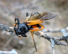 Nicrophorus marginatus