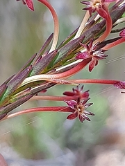 Struthiola macowanii