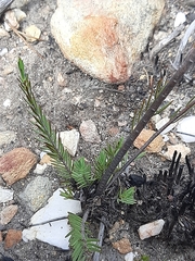 Struthiola macowanii