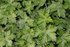 Geranium × oxonianum