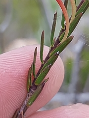 Struthiola macowanii