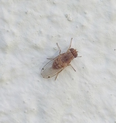 Gitona distigma