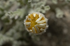 Anthemis tomentosa