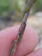 Struthiola macowanii