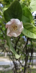 Cydonia oblonga