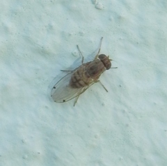 Gitona distigma