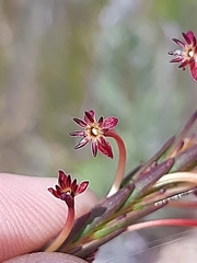 Struthiola macowanii