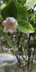 Cydonia oblonga