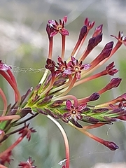 Struthiola macowanii