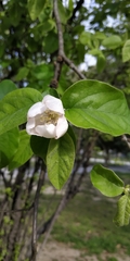 Cydonia oblonga