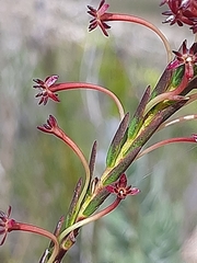 Struthiola macowanii