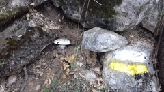 Amanita proxima
