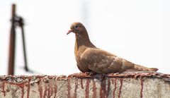 Columba livia