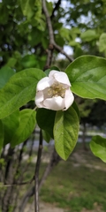 Cydonia oblonga