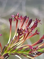 Struthiola macowanii