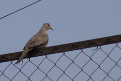 Columbina inca